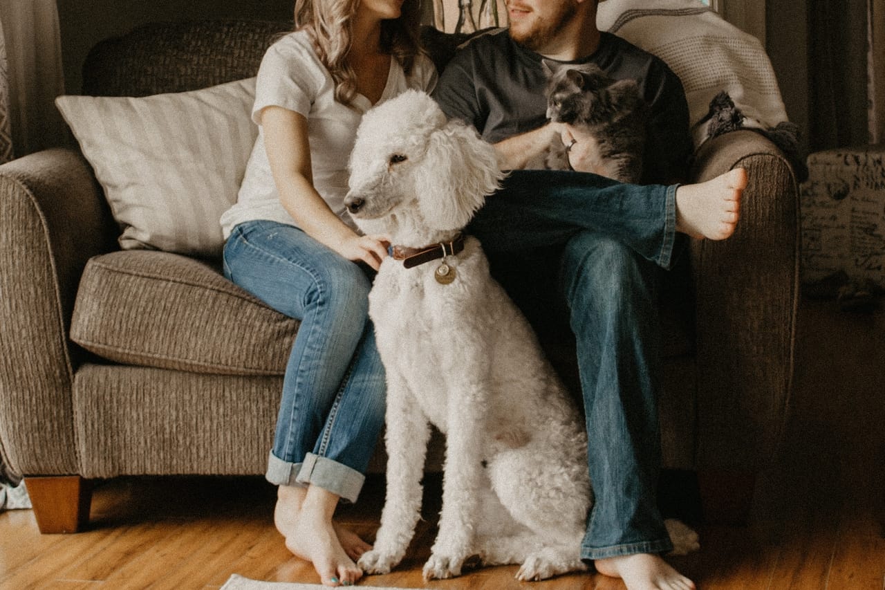 couple sitting on gray couch with dog and cat