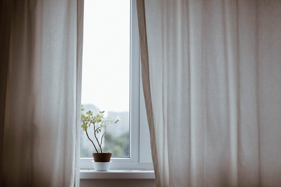 white plant sitting in a window