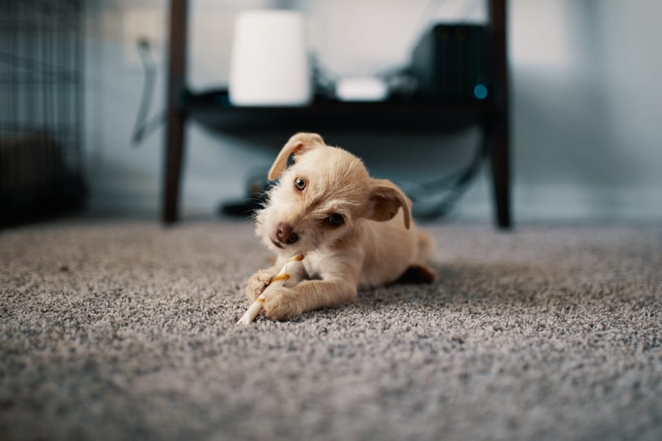 puppy laying on the floor and chewing on a toy