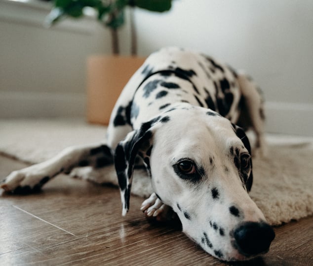 dog-lying-on-rug