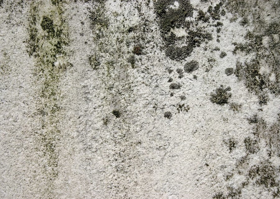 mold-on-wall