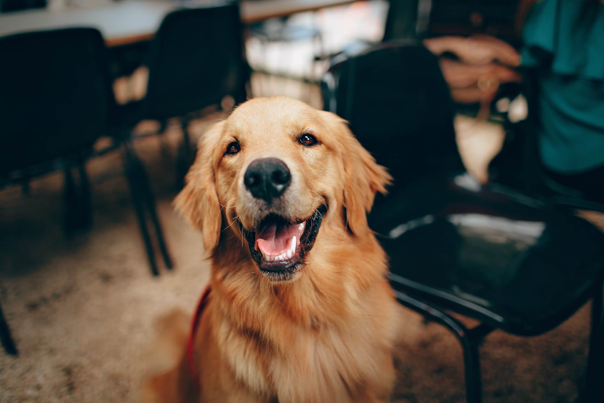 smiling-golden-retreiver