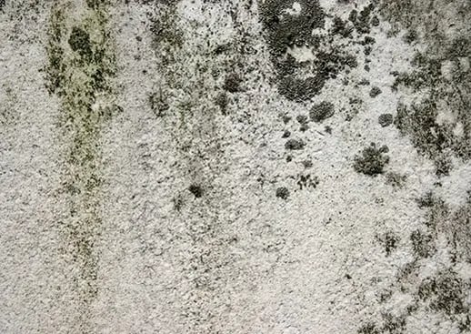 mold-on-wall_Resized