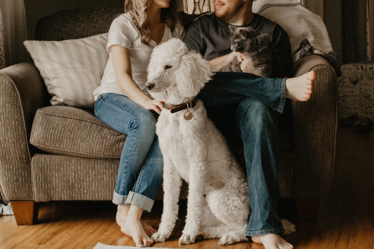 couple-with-their-poodle-dog