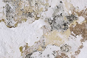 mold-cleaning