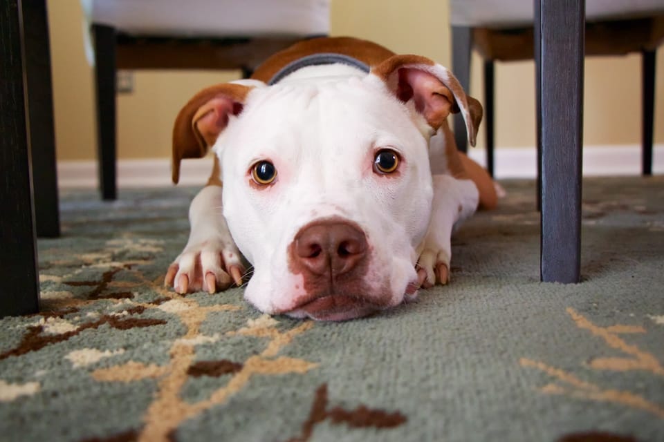white-brown-dog-laying-on-carpet